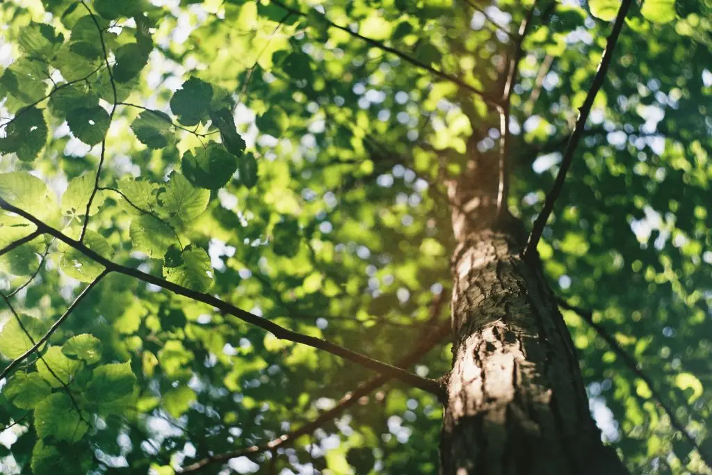 View from the base of a tree looking up at its trunk and branches. Sunlight filters through lush green leaves, casting dappled patterns. The perspective emphasizes height and the canopy above.