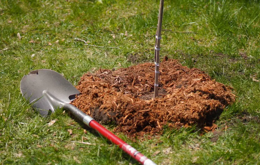 A newly planted tree sapling surrounded by mulch is in the center of a grassy area. A metal shovel with a red handle lies on the grass nearby.