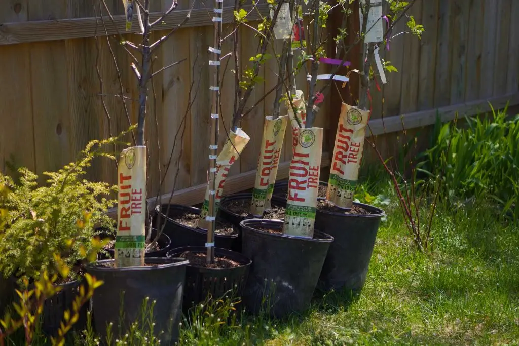 Potted fruit trees lined up on grass alongside a wooden fence. Each tree is labeled with a tag that says fruit tree. Sunlight highlights the leaves and tall wooden stakes support the trees. A few small shrubs are visible nearby.