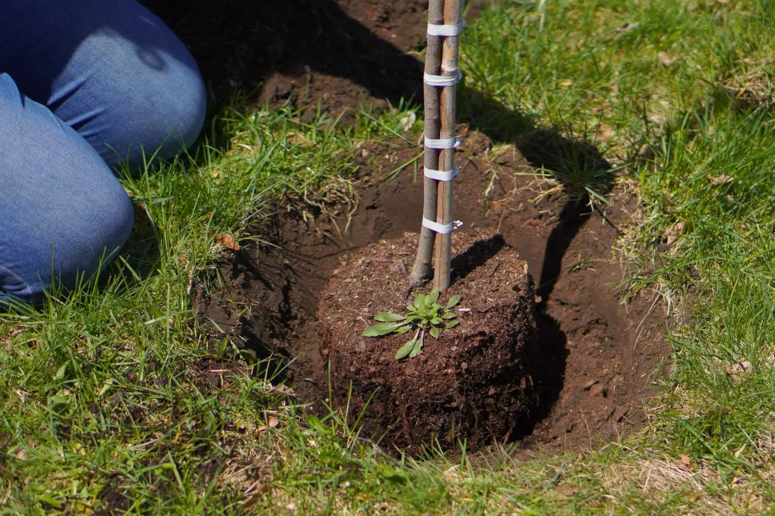 Person kneeling next to a small tree being planted in a hole in the grass. The tree has several support ties on its trunk, and the soil is visible around its roots.