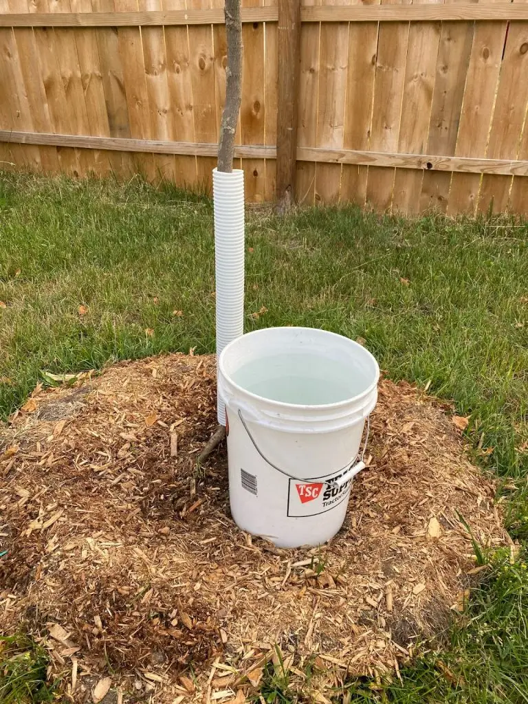 A young tree is planted in a grassy yard surrounded by a mulch bed. A white plastic bucket filled with water is placed next to the tree, and a white plastic pipe supports the tree trunk. A wooden fence is in the background.