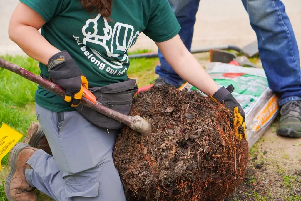A person kneels on the grass, holding a tree with an exposed root ball. They wear a green shirt and gloves, preparing to plant the tree. Another person, wearing jeans, is partially visible beside them. Nearby are tools and a bag of soil.