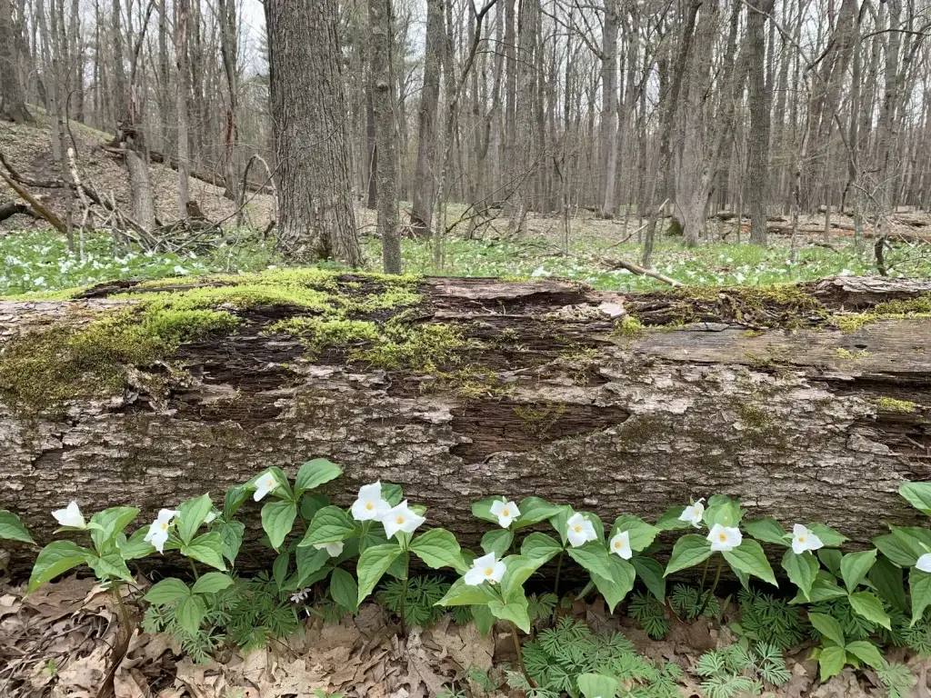 woodland field of trillium flowers