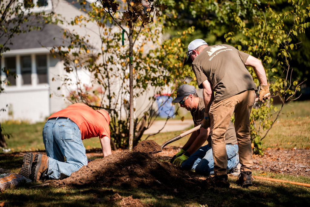 planting a tree