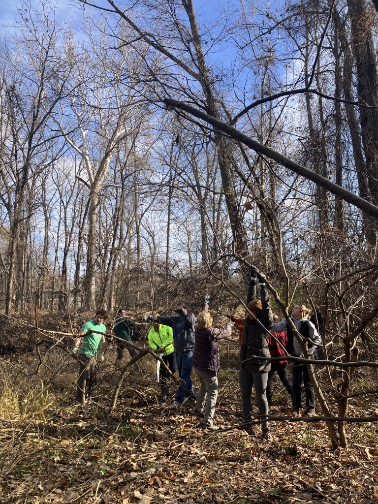 Woody invasive species removal at Plaster Creek