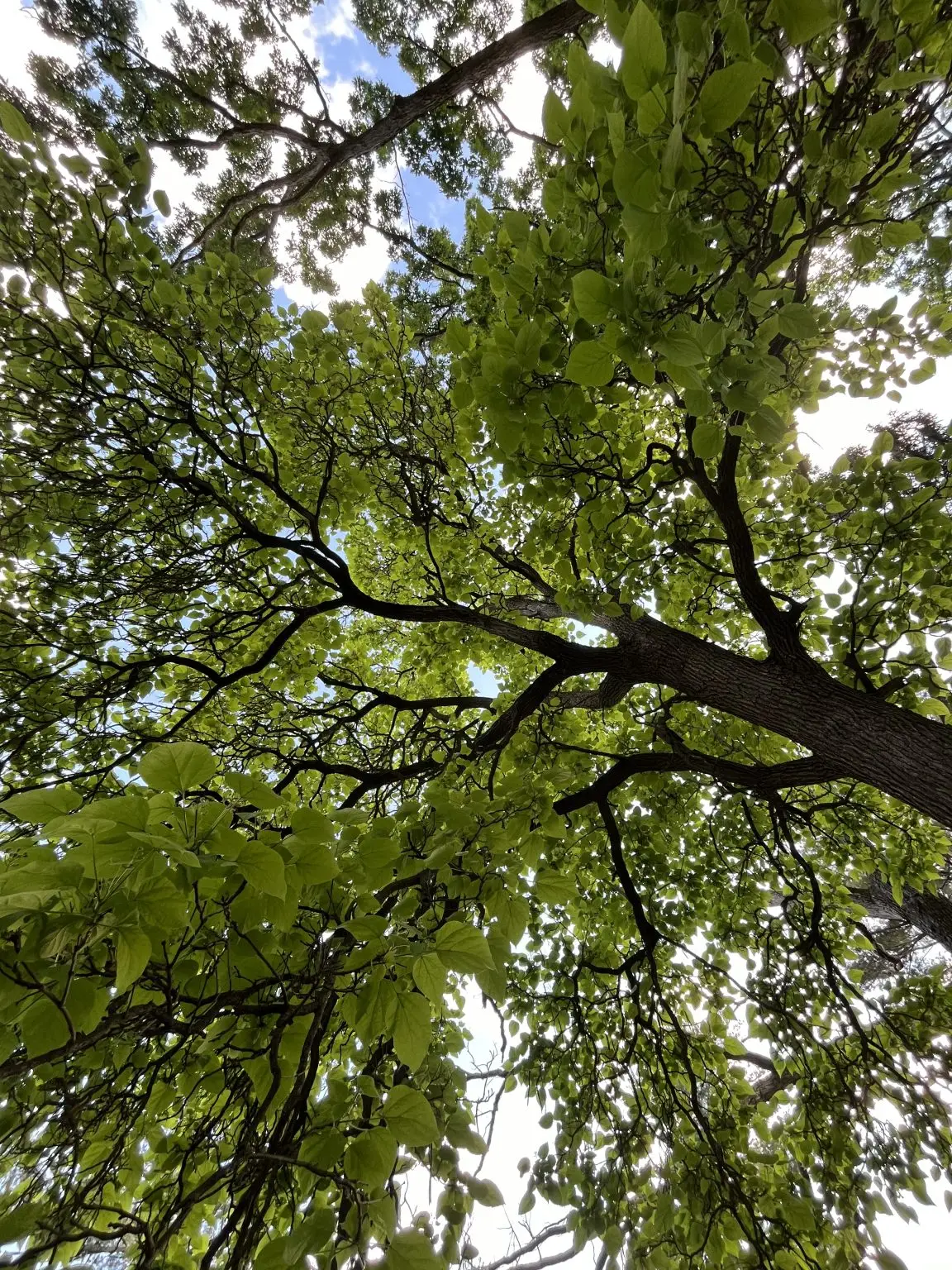 catalpa tree