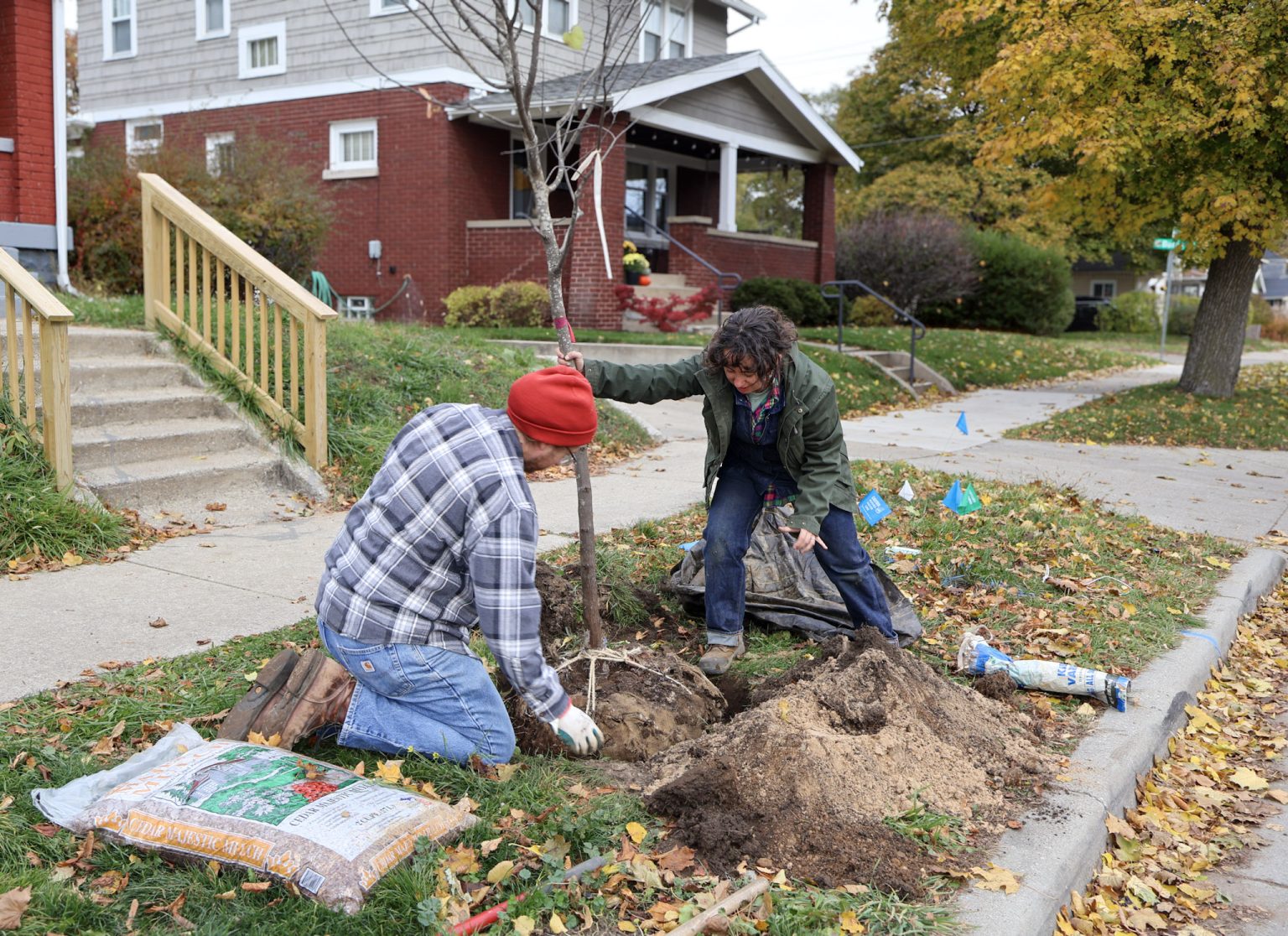 planting a tree