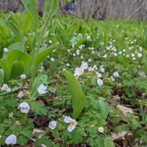 wildflowers