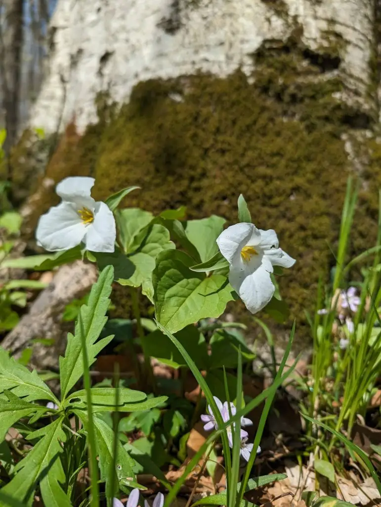 trillium