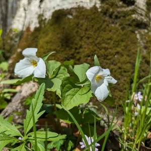 trillium