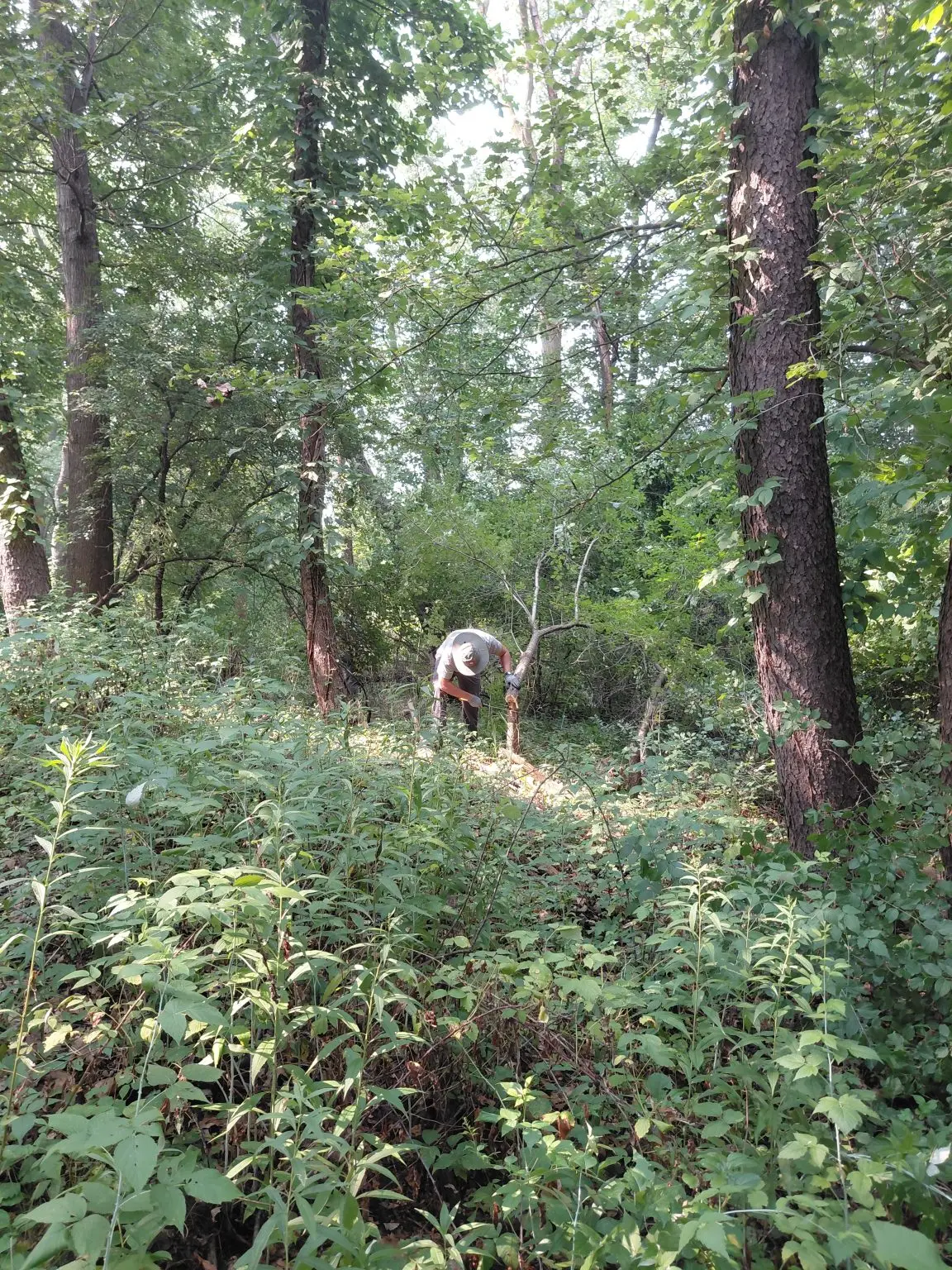 volunteer in the woods