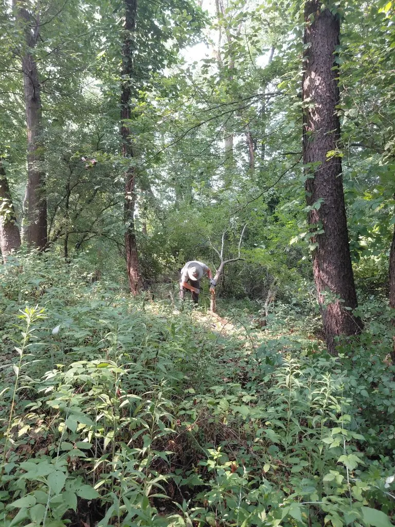 volunteer in the woods