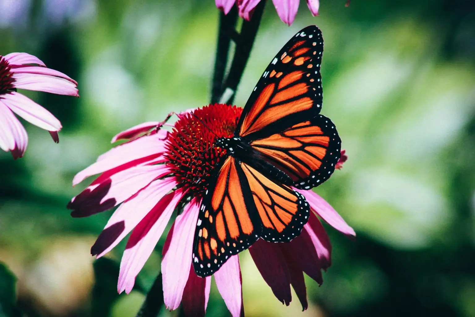 monarch butterfly on pink coneflower