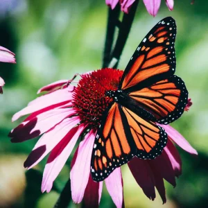 monarch butterfly on pink coneflower