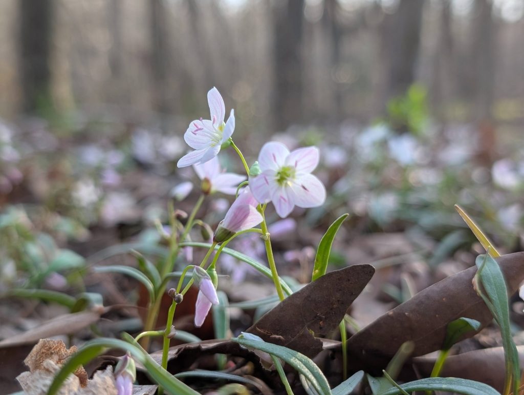 spring wildflowers