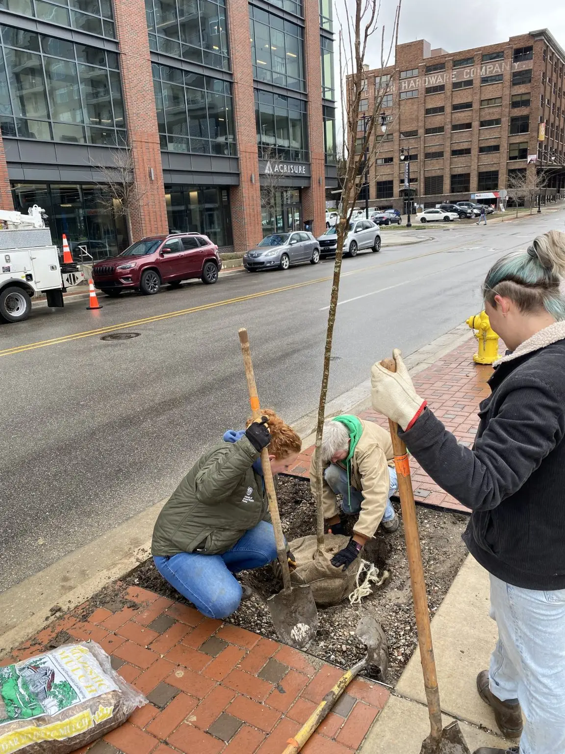 tree planting downtown