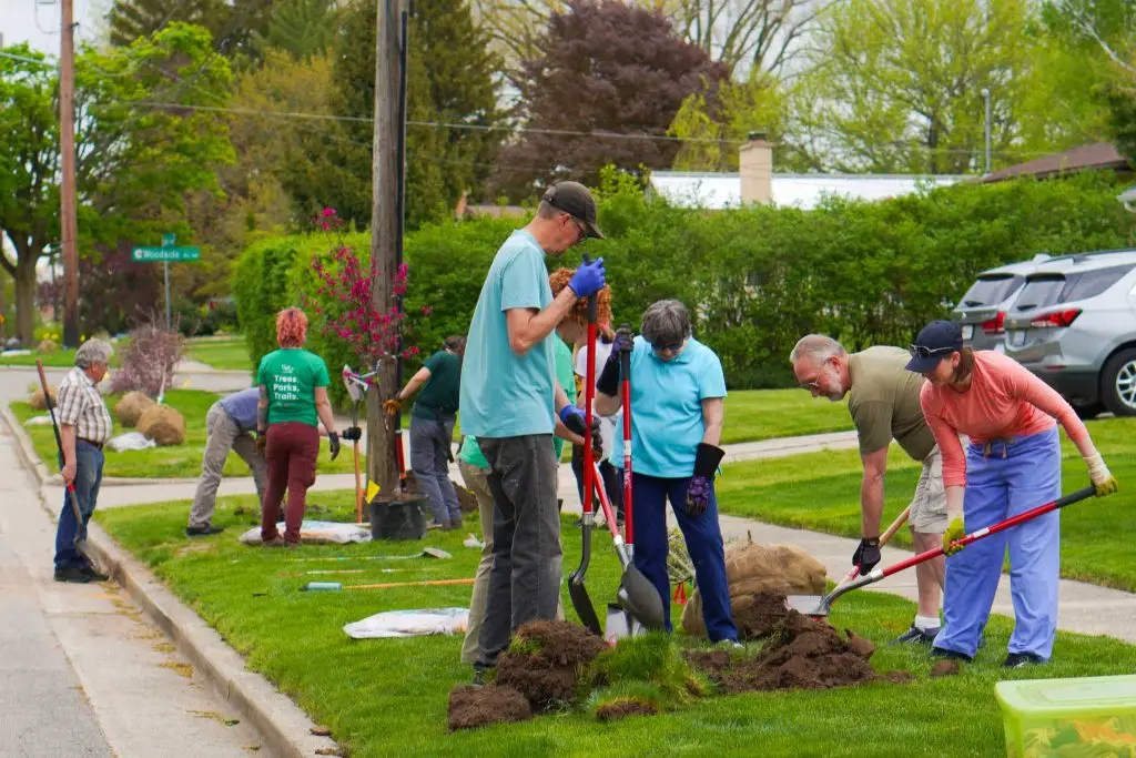 tree planting