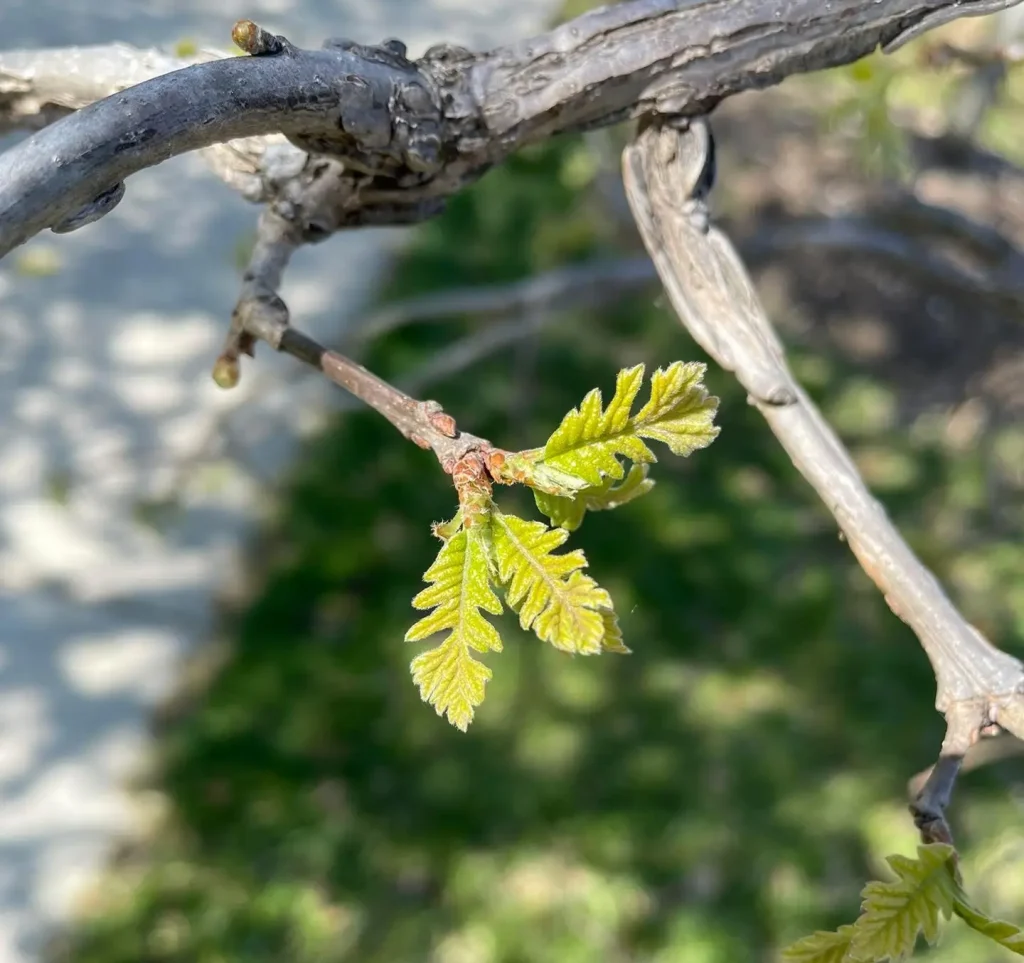 tiny oak leaves