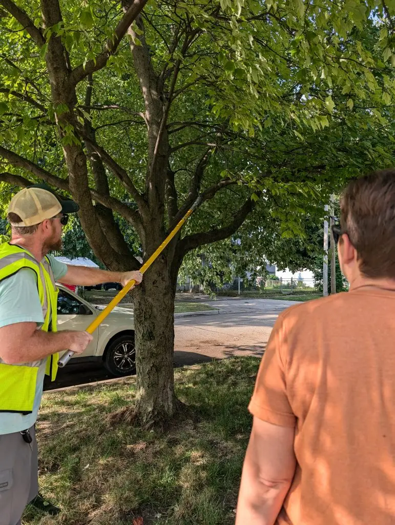 tree pruning