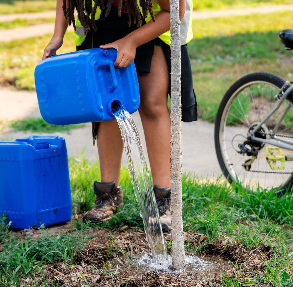 person watering tree