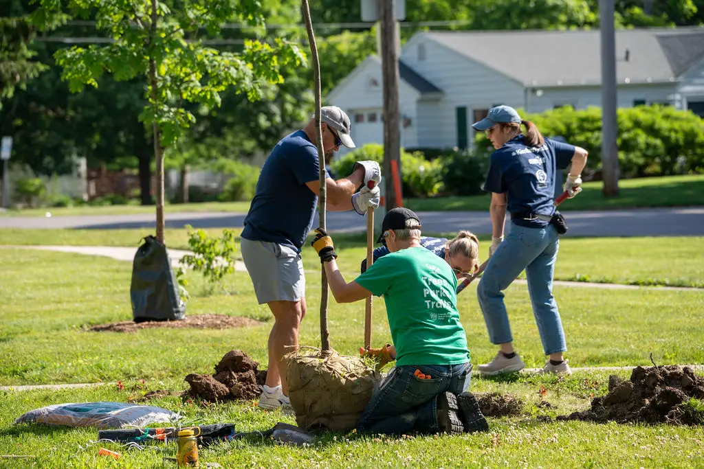 planting trees
