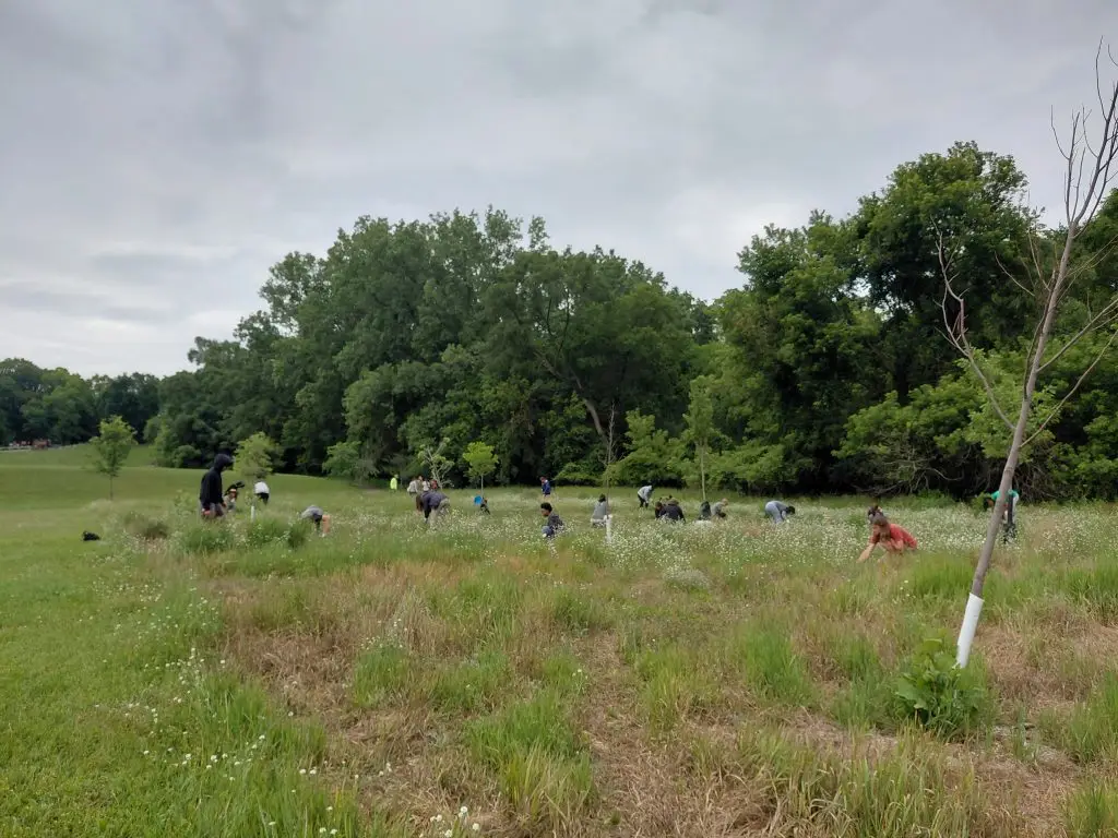 doing conservation work in a meadow
