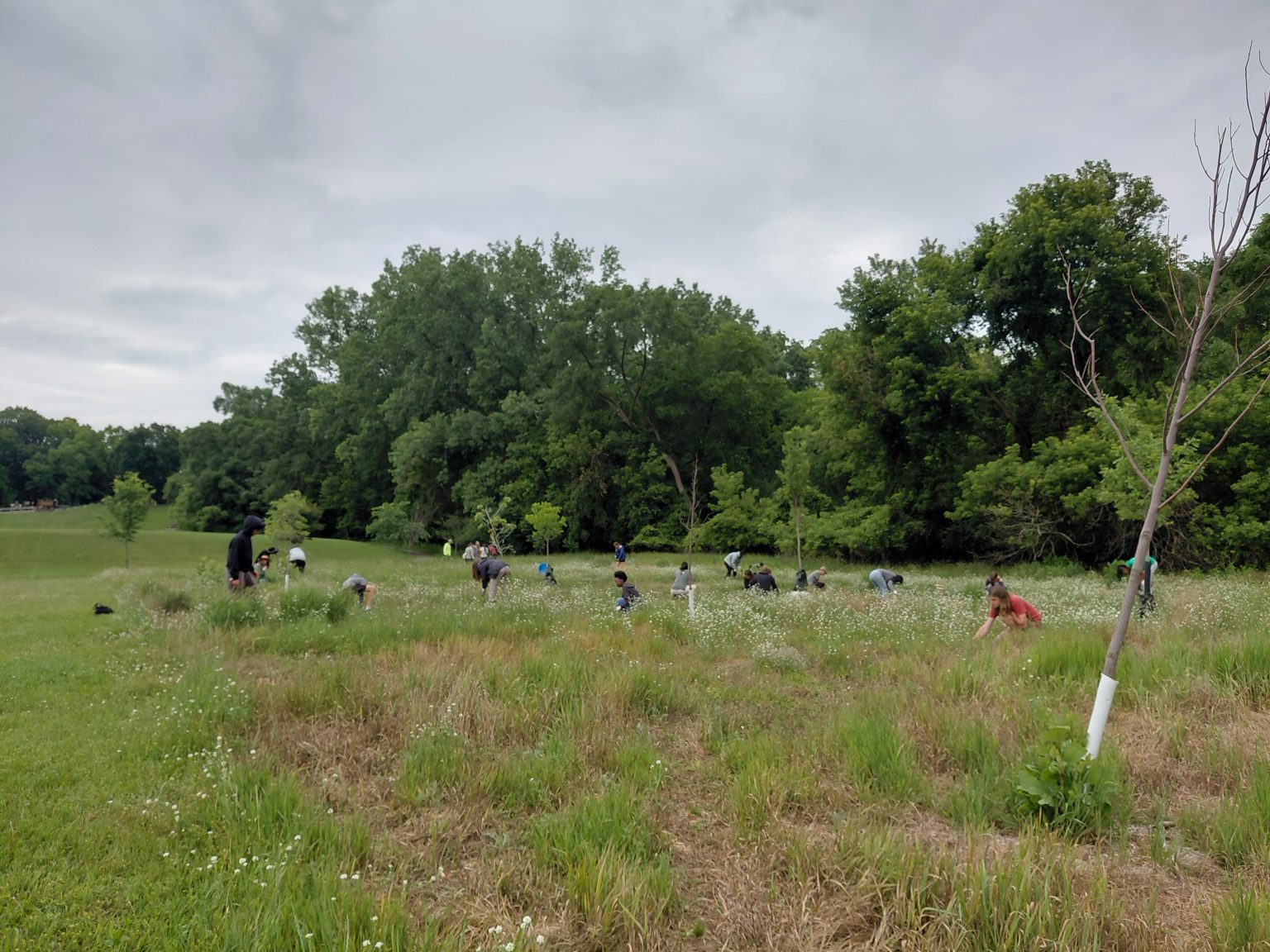 doing conservation work in a meadow