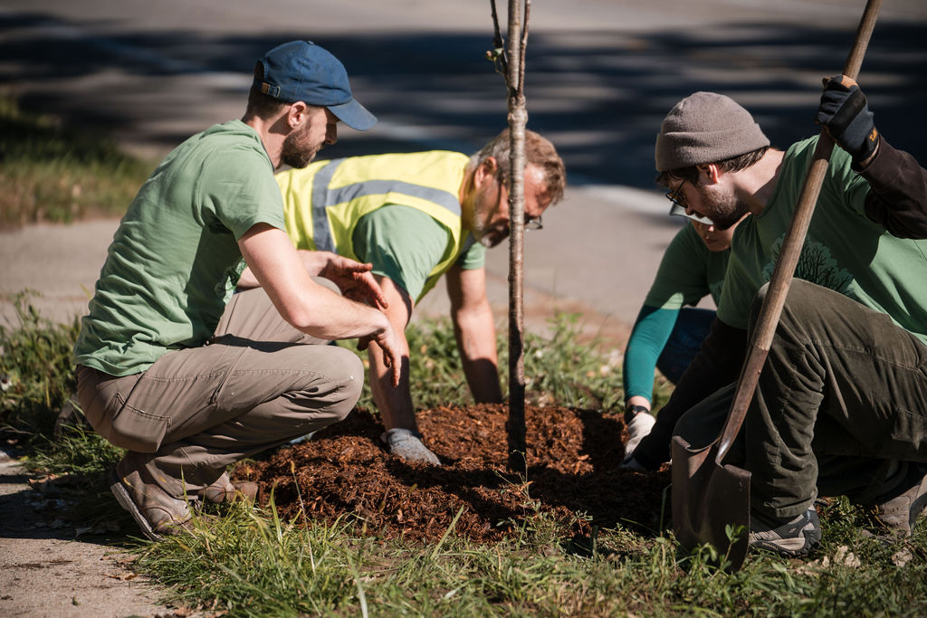 group of white men volunteering in grand rapids planting a small tree